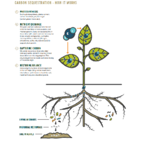 Figure 1: Carbon sequestration - how it works