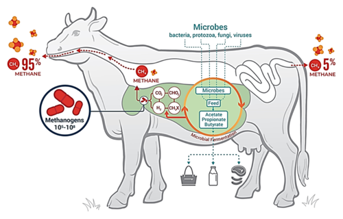 Figure 1: Microbes